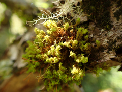 Ulota obtusiuscula
