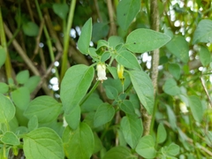 Salpichroa origanifolia