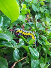 Copaxa multifenestrata