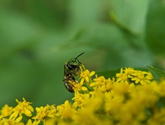 Augochlorella aurata