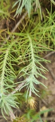 Leysera gnaphalodes