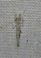 Chaoborus punctipennis