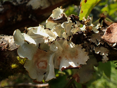 Cetrelia cetrarioides