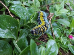 Copaxa multifenestrata