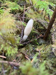 Trichoderma leucopus