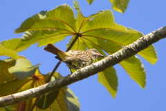 Myiodynastes luteiventris