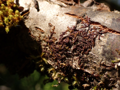 Frullania nisquallensis