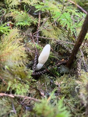 Trichoderma leucopus