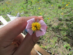 Cosmos diversifolius