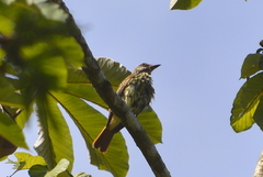 Myiodynastes luteiventris