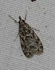 Eudonia heterosalis