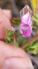 Hermannia heterophylla