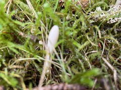 Trichoderma leucopus