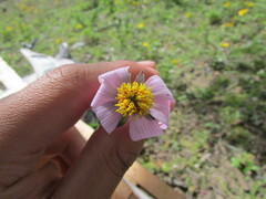 Cosmos diversifolius