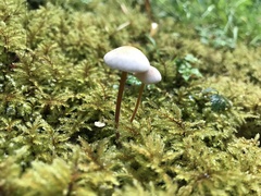 Mycena filopes