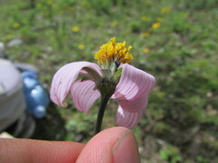 Cosmos diversifolius