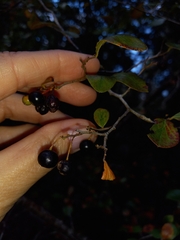 Vaccinium arboreum