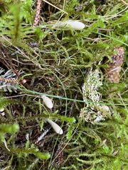 Trichoderma leucopus