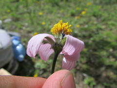 Cosmos diversifolius