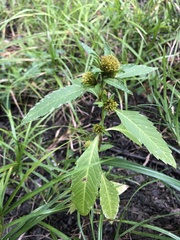Bidens comosa