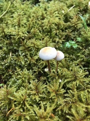 Mycena filopes