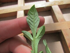 Cosmos diversifolius