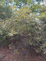 Vaccinium arboreum