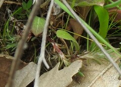Petrosedum amplexicaule