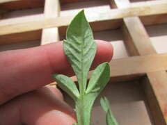 Cosmos diversifolius