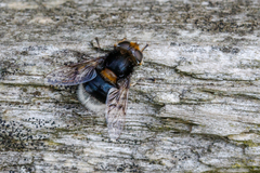 Eristalis intricaria