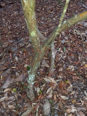 Vaccinium arboreum