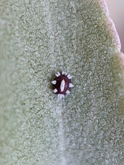 Ceroplastes