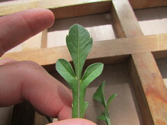 Cosmos diversifolius