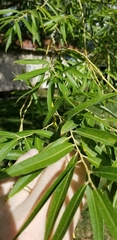Salix