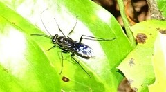 Pompilidae