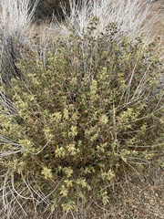 Gutierrezia microcephala