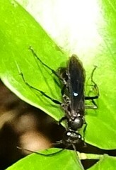 Pompilidae