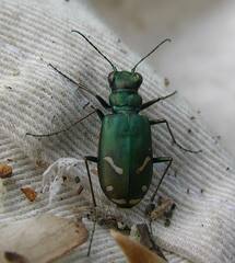 Cicindela purpurea