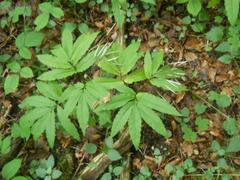 Cardamine heptaphylla