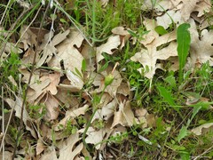 Andryala integrifolia
