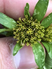 Bidens comosa