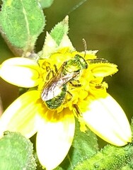 Augochlorella aurata