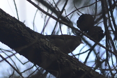Junco phaeonotus