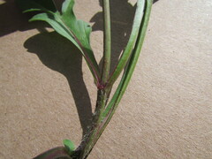 Cosmos diversifolius