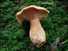 Lactarius salmonicolor