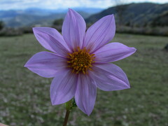 Dahlia australis