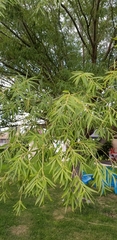 Salix