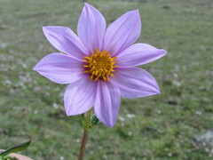 Dahlia australis