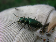 Cicindela purpurea