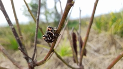 Neodiplogrammus quadrivittatus